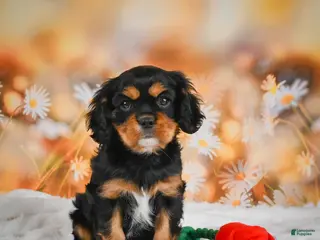 Cavalier King Charles Spaniel dogs for sale: Reba - Ad 3