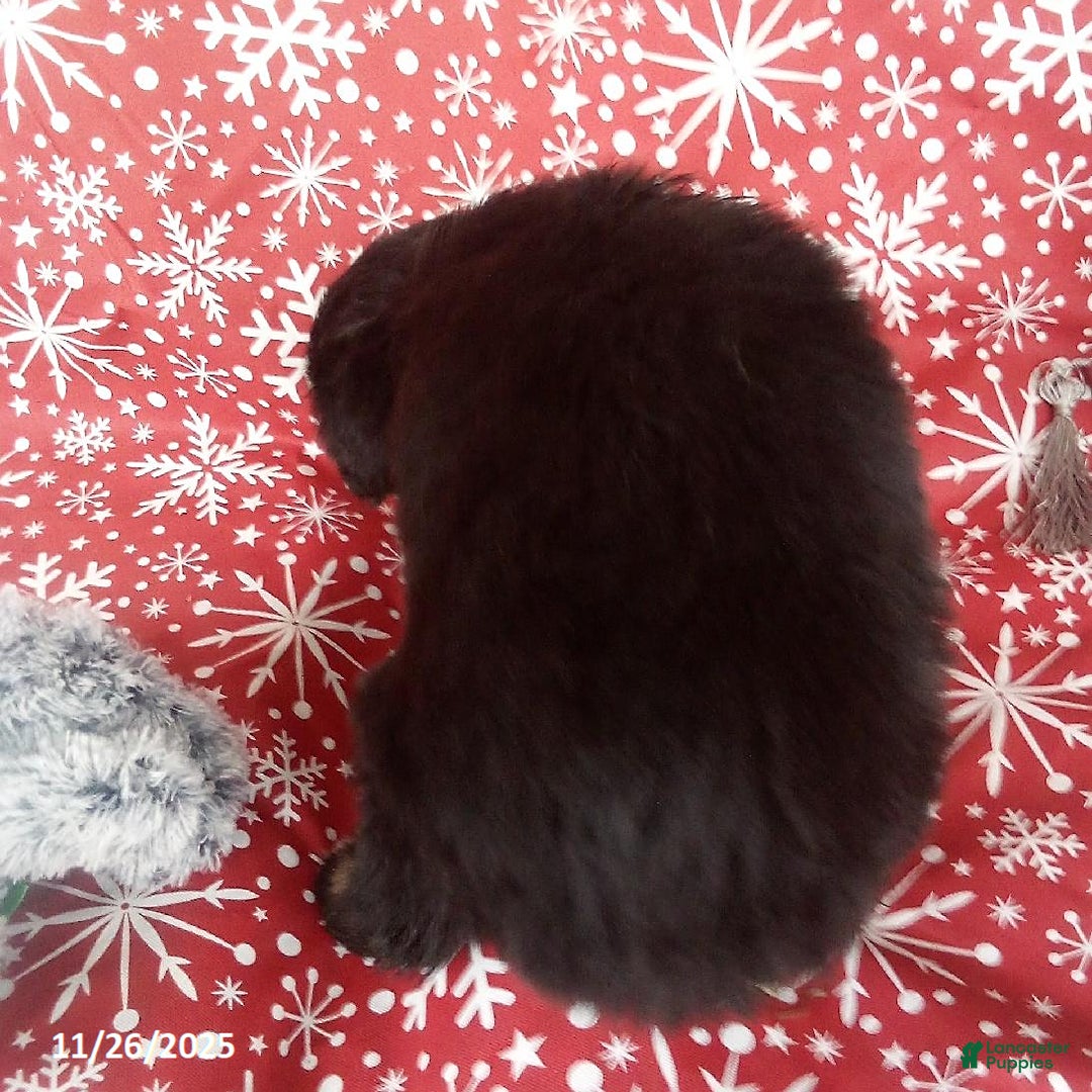 Miniature Australian Shepherd dogs for sale: Hank - Ad 3