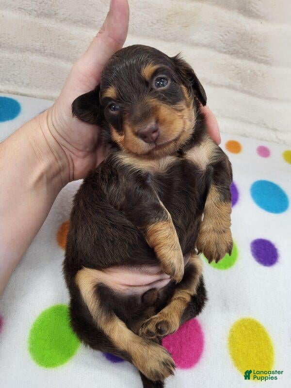 Miniature Dachshund dogs for sale: Chocolate & Tan Female - Ad 2