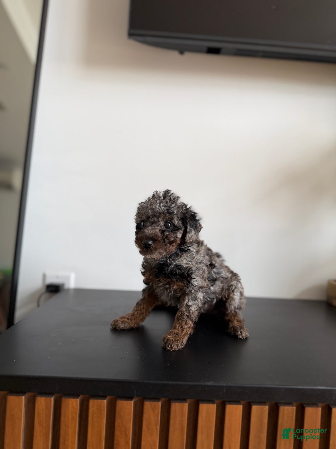 Toy Poodle dogs for sale: Tri teacup - Ad 2