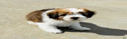 Mixed Breed dogs for sale: 🐶Teddy Bear Orange🧡 - Ad 8