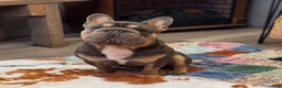 French Bulldog dogs for sale: Peanut  - Ad 6