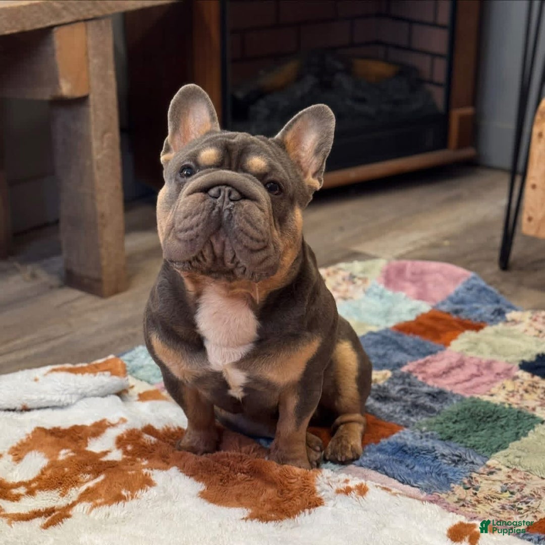 French Bulldog dogs for sale: Peanut  - Ad 6