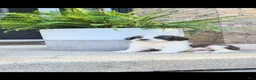 Saint Bernard dogs for sale: Trixie - Ad 1