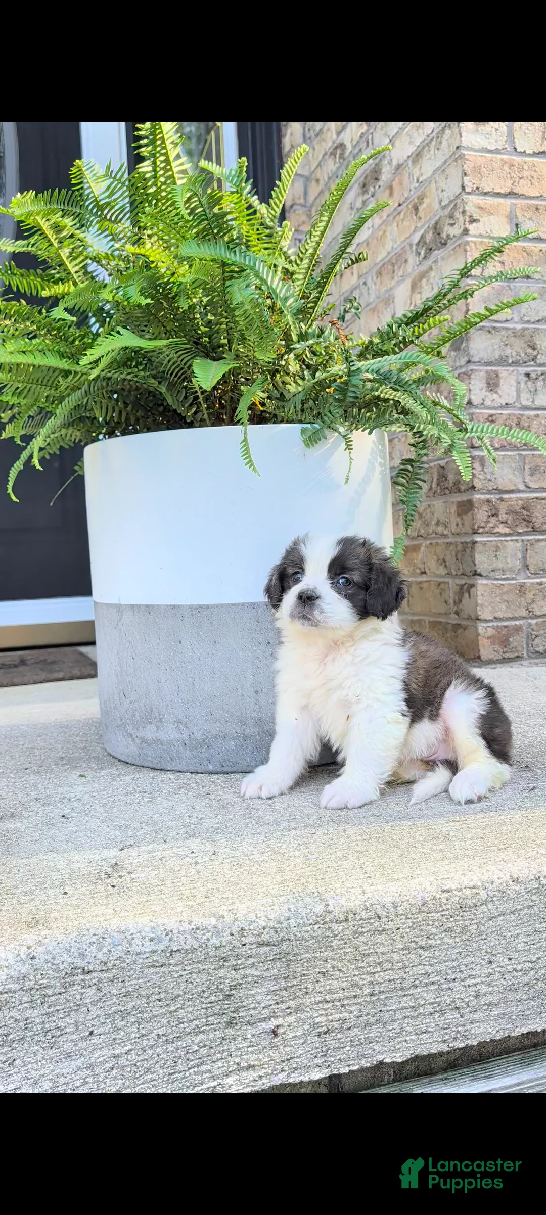 Saint Bernard dogs for sale: Trixie - Ad 1