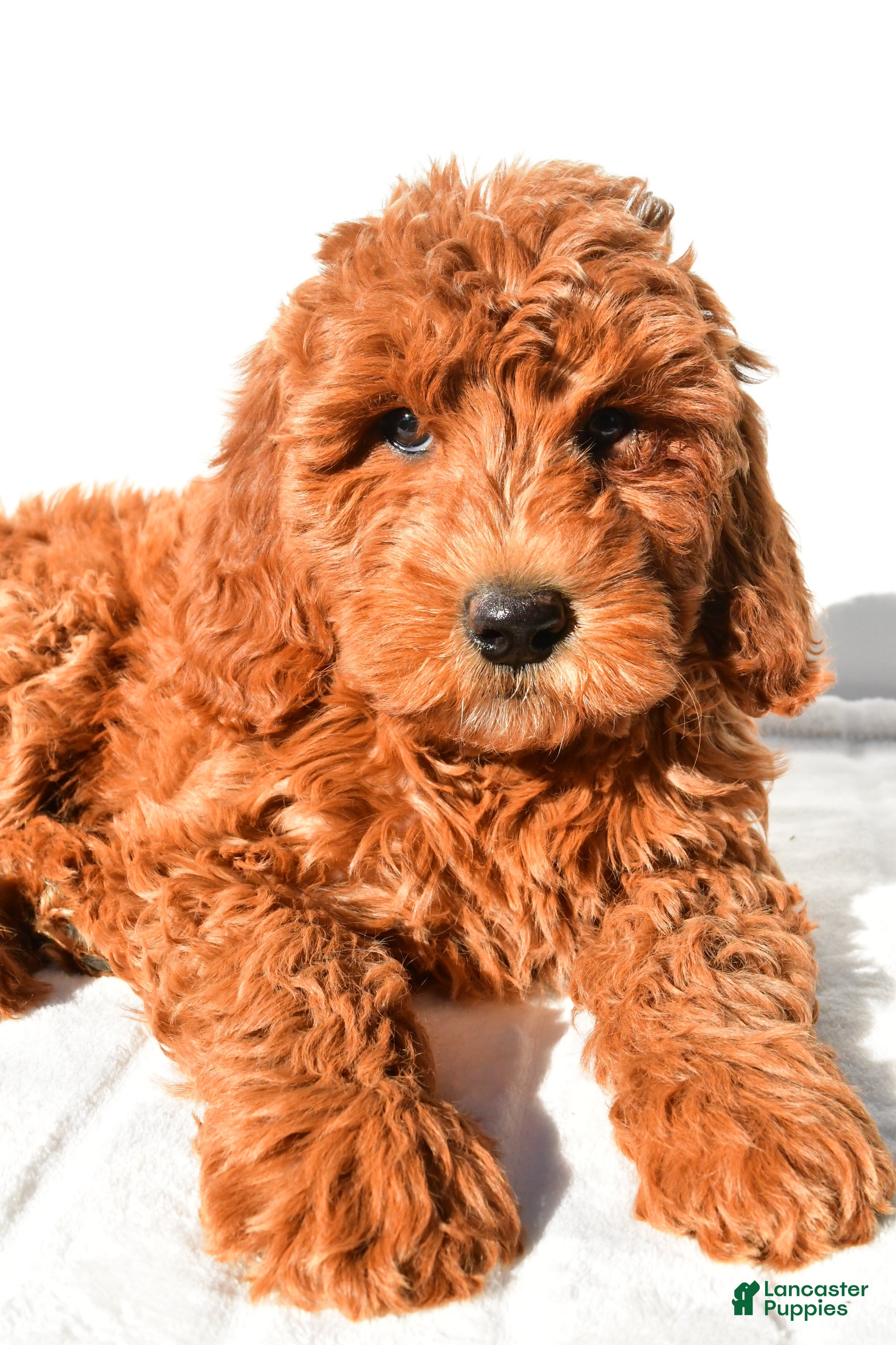 Mini Goldendoodle dogs Amber - Ad 2
