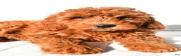 Mini Goldendoodle dogs for sale: Amber - Ad 2