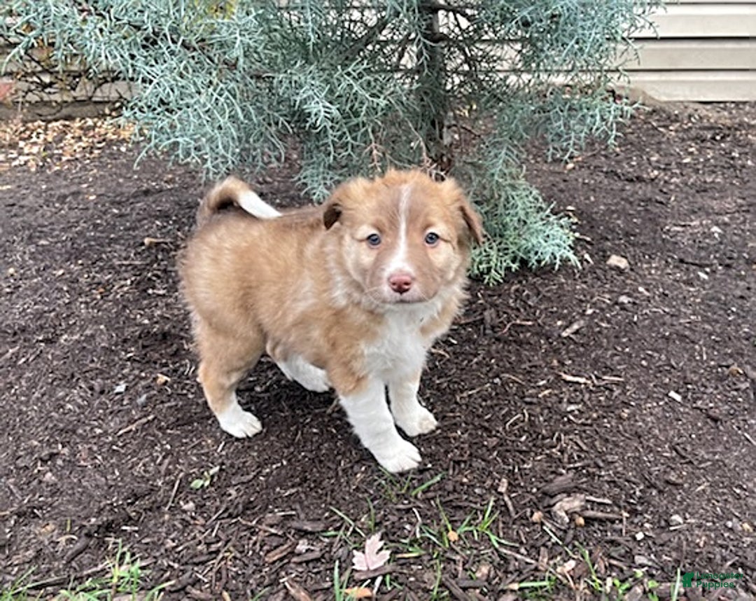 Mixed Breed dogs for sale: Adassa - Ad 1