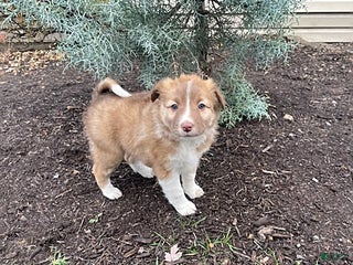 Mixed Breed dogs Adassa - Ad 30