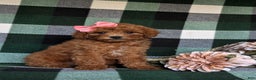 Miniature Poodle dogs for sale: Simone - Ad 3