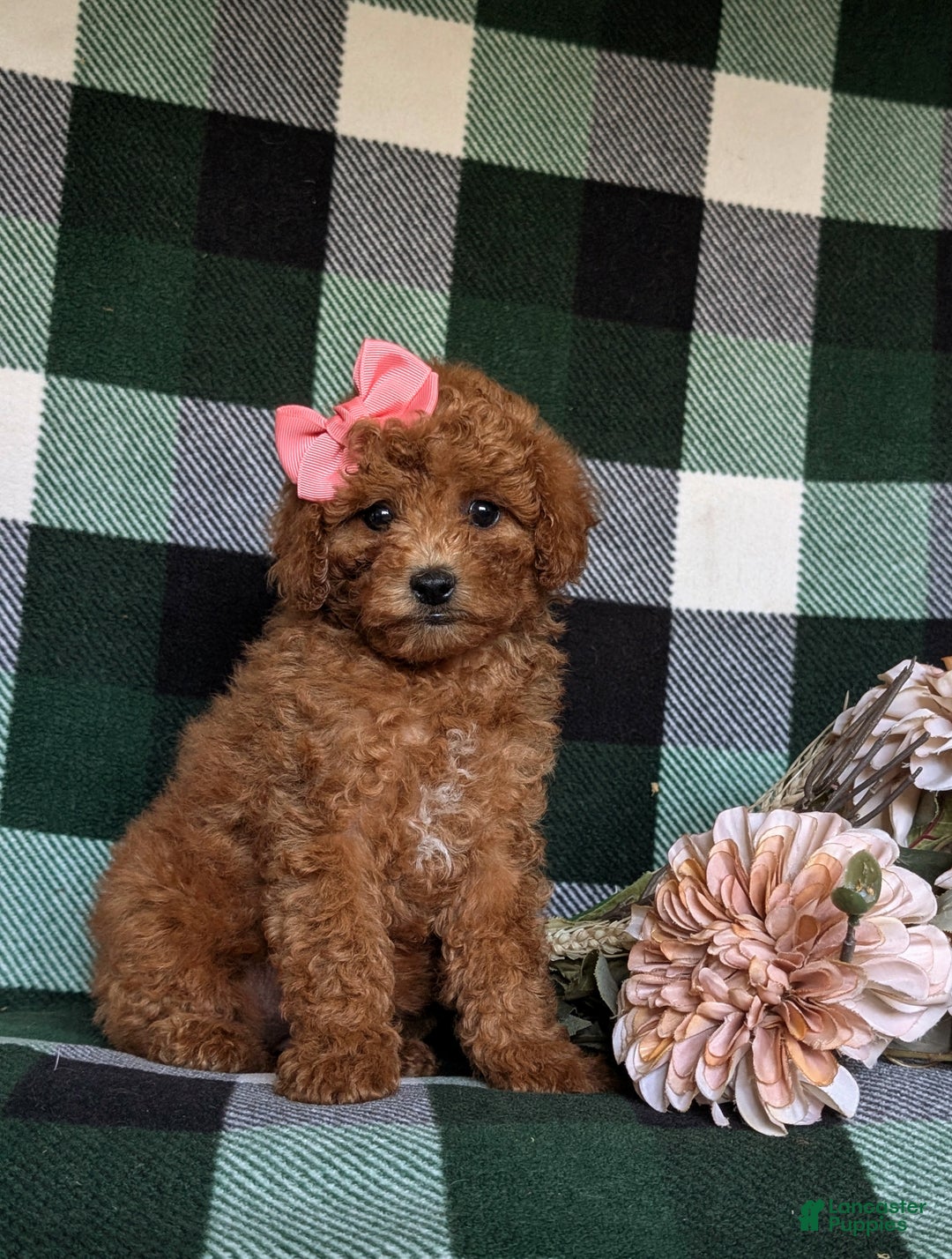 Miniature Poodle dogs for sale: Simone - Ad 3