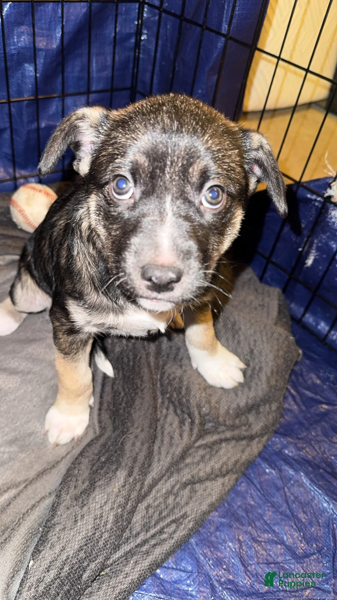 Mixed Breed dogs for sale: Mixed Breed Puppy 3 - Ad 4