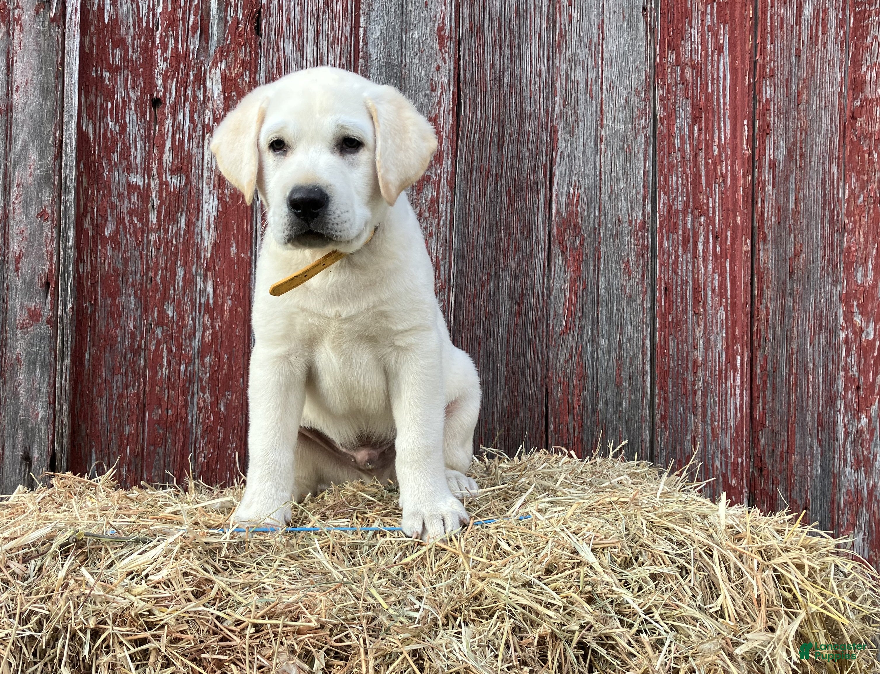 Labrador Retriever dogs Rover - Ad 1
