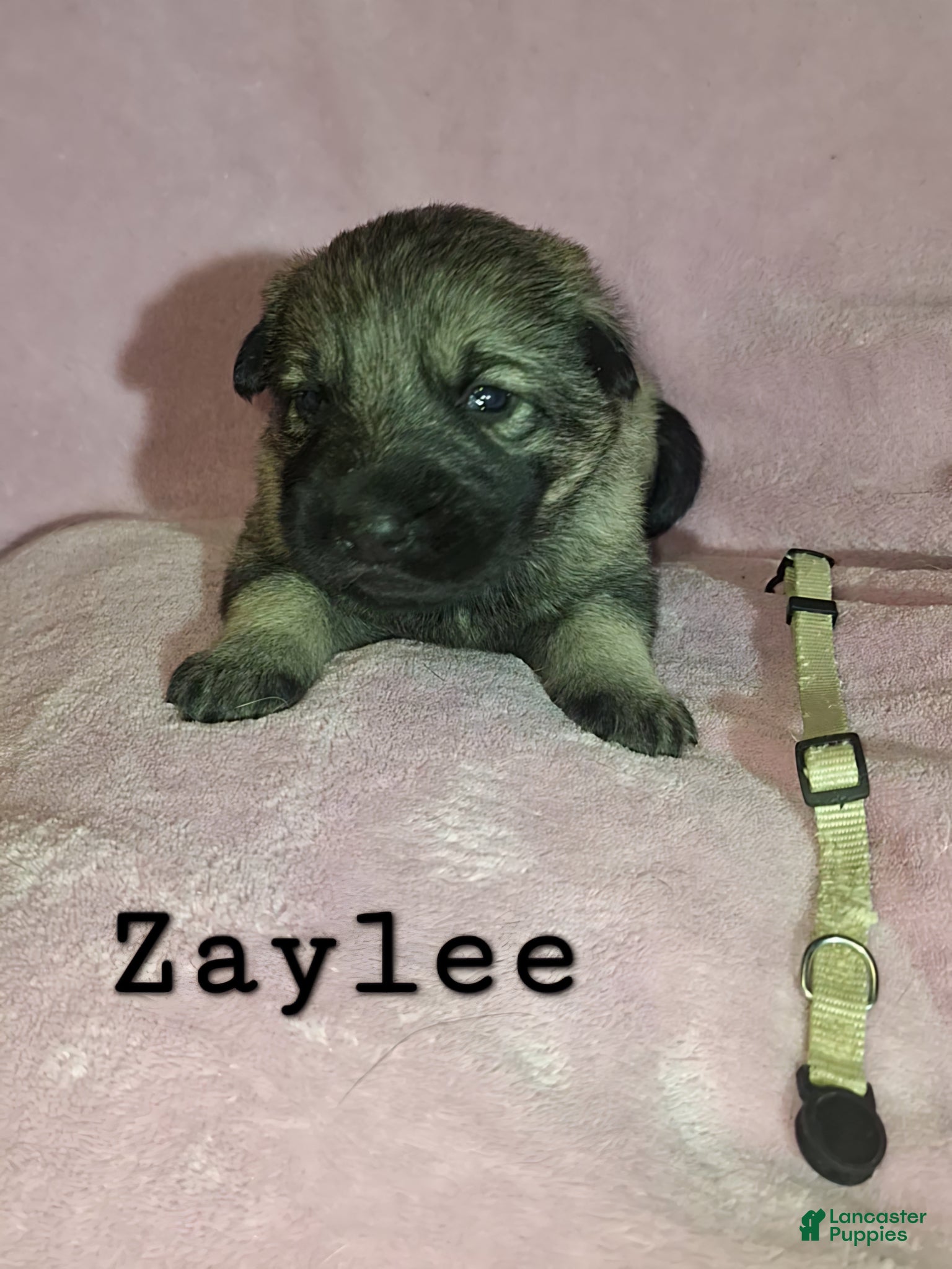 German Shepherd dogs Zaylee  - Ad 2