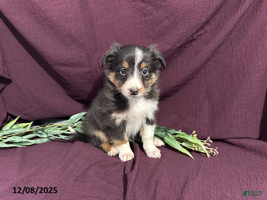 Shetland Sheepdog dogs Mike - Ad 14