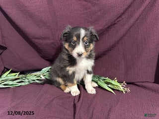 Shetland Sheepdog dogs Mike - Ad 6
