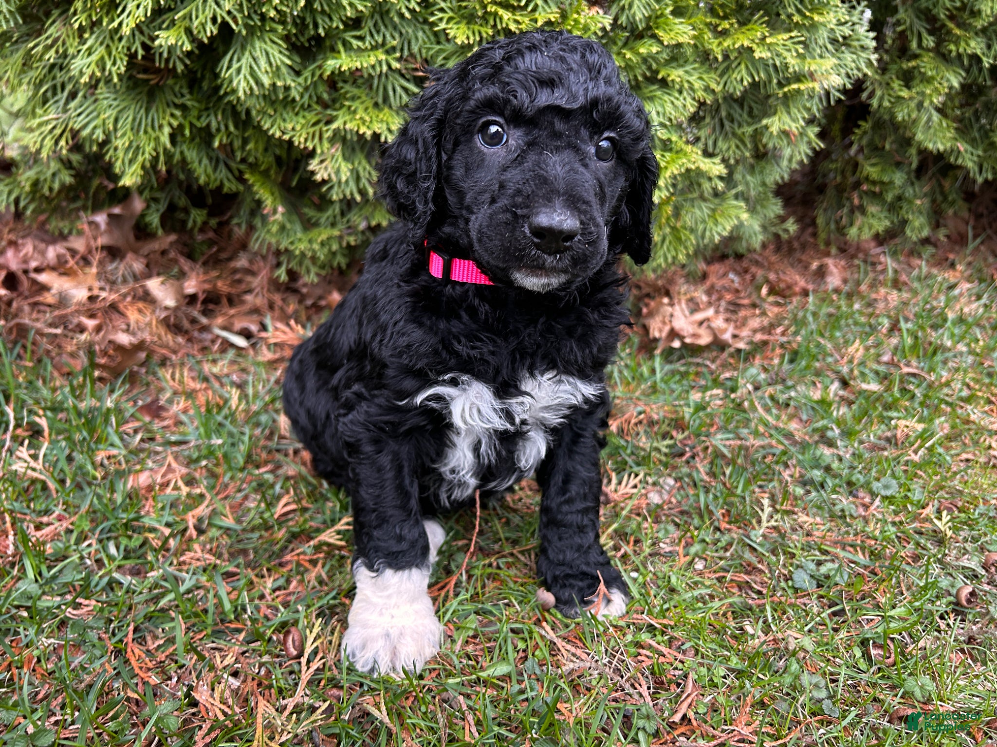Standard Poodle dogs ⚓️Coral-AKC Standard🐩 - Ad 2