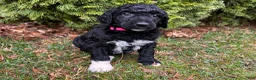 Standard Poodle dogs for sale: ⚓️Coral-AKC Standard🐩 - Ad 2