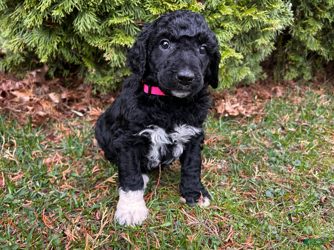 Standard Poodle dogs for sale: ⚓️Coral-AKC Standard🐩 - Ad 2
