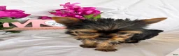 Yorkshire Terrier dogs for sale: Yorkshire Terrier Puppy 3 - Ad 3