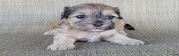 Shihpoo dogs for sale: Paris  - Ad 4