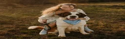 Saint Bernard dogs for sale: Bo - Ad 9