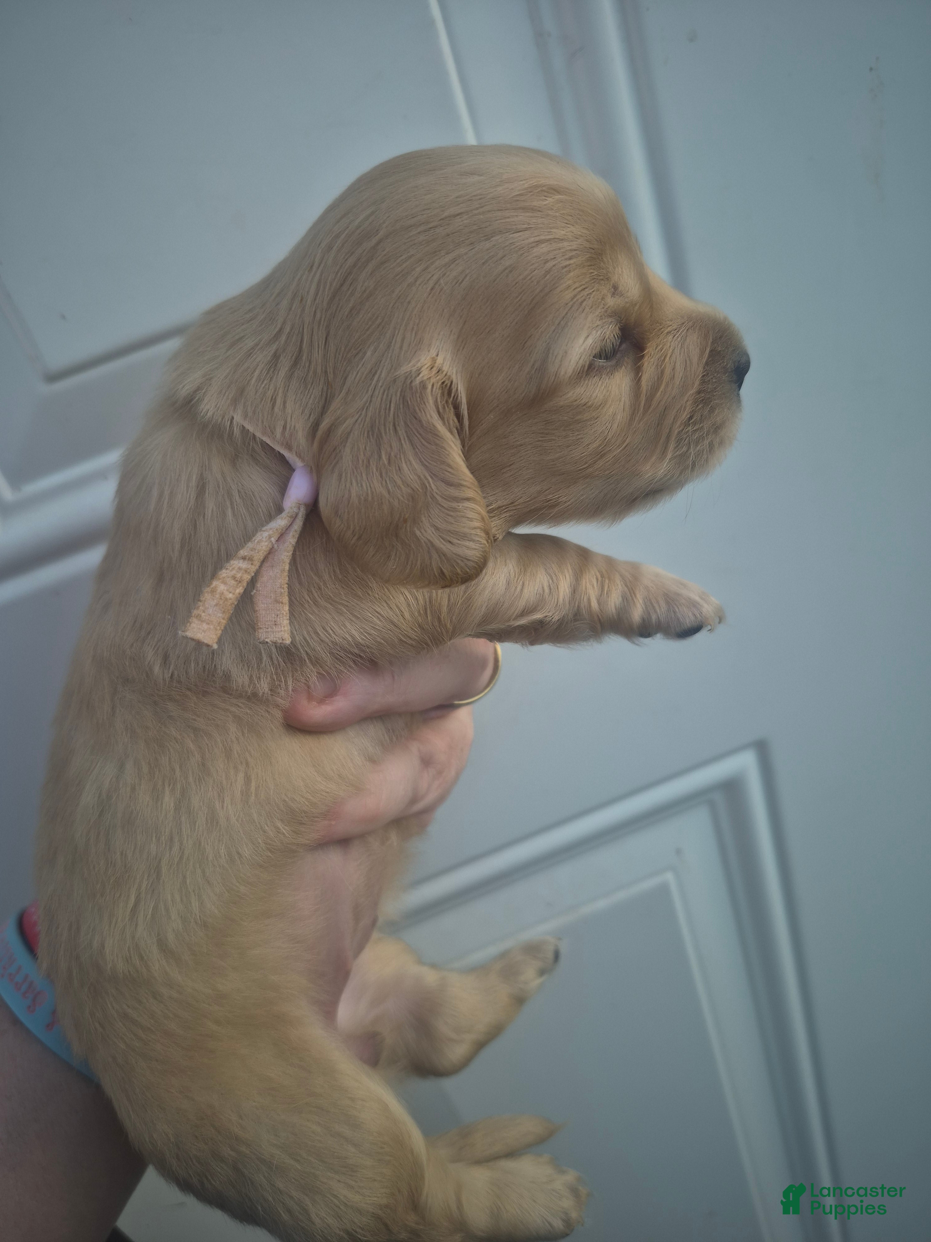 Miniature Dachshund dogs ee cream girl pink collar  - Ad 9