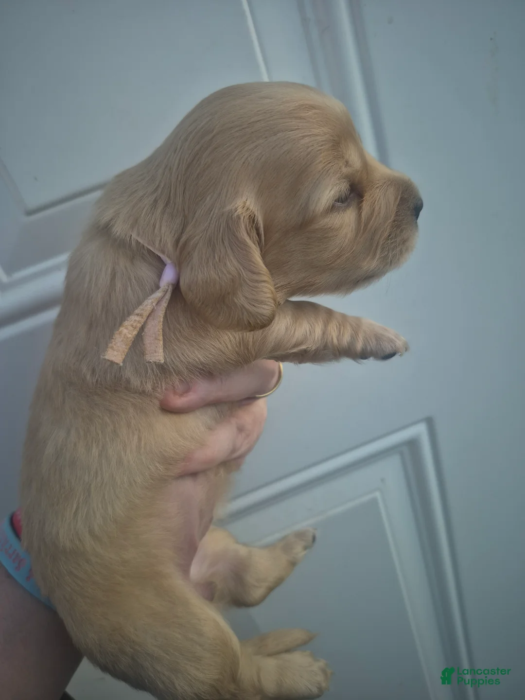 Miniature Dachshund dogs for sale: ee cream girl pink collar  - Ad 1
