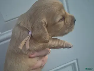 Miniature Dachshund dogs ee cream girl pink collar - Ad 9