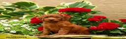 Miniature Poodle dogs for sale: Sweet Potato - Ad 3