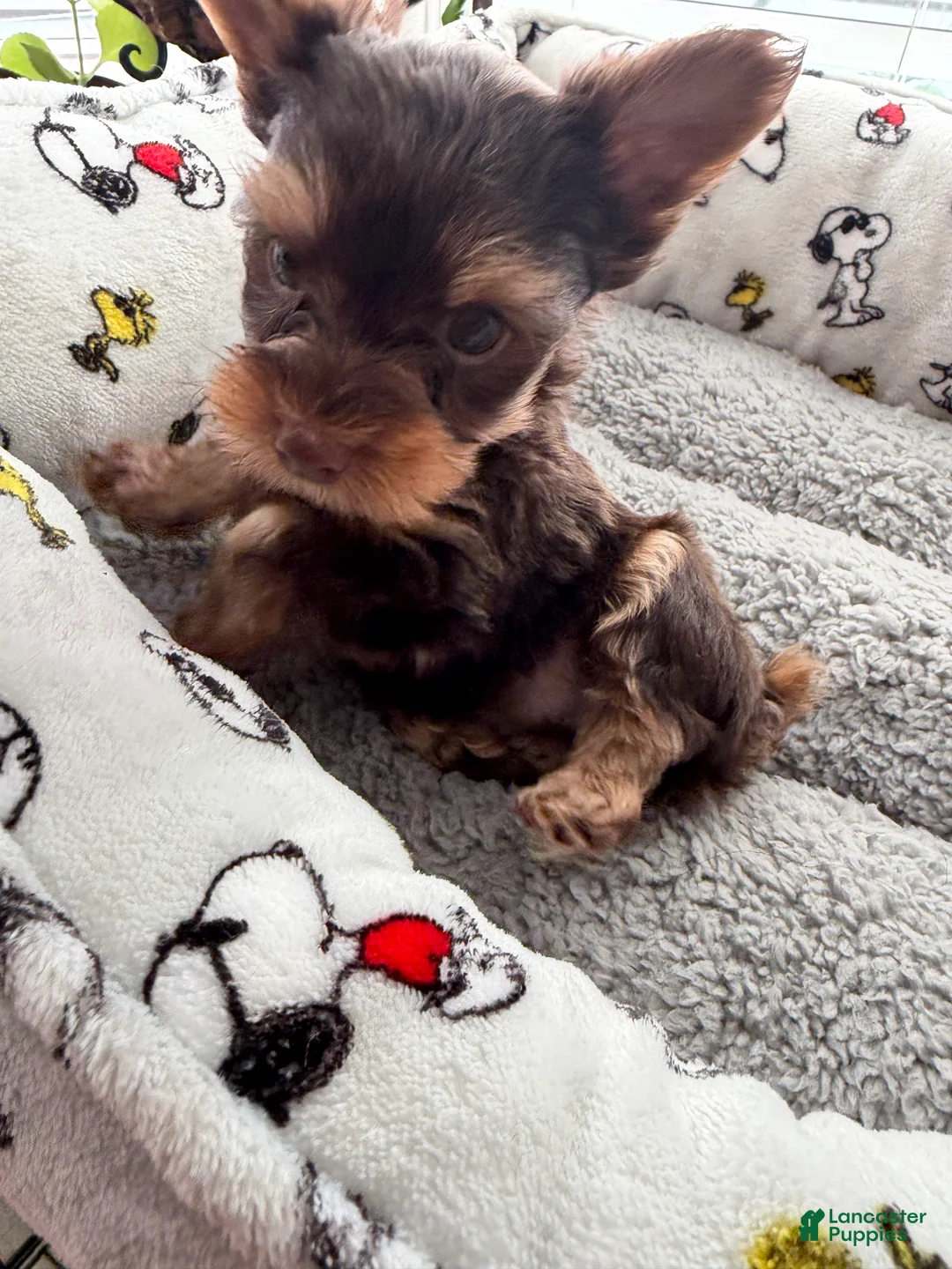 Yorkshire Terrier dogs for sale: Gus - Ad 1