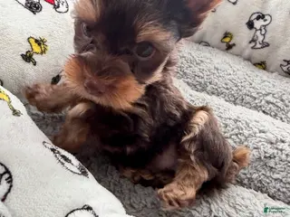 Yorkshire Terrier dogs Gus - Ad 38