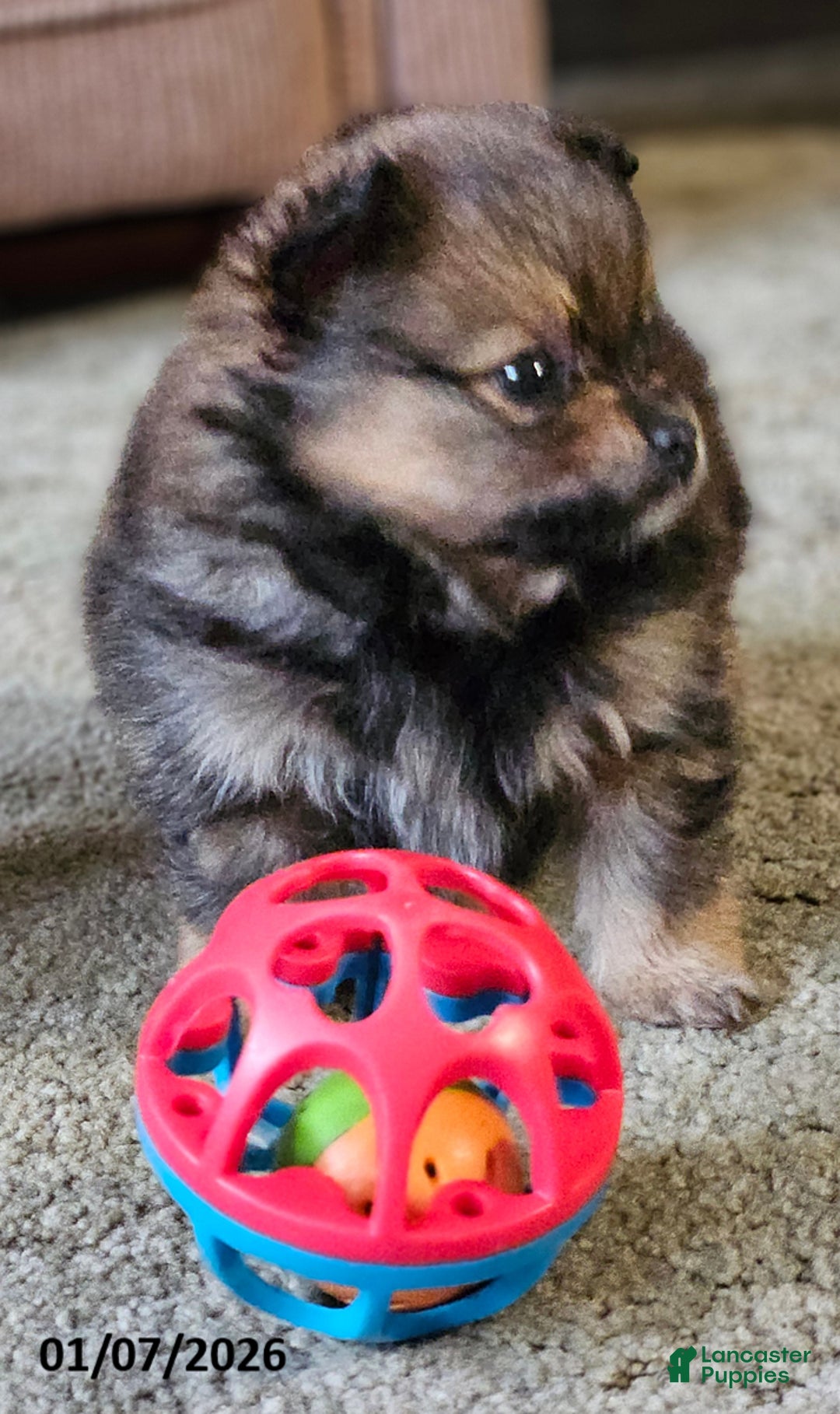 Pomeranian dogs for sale: Annie - Ad 5