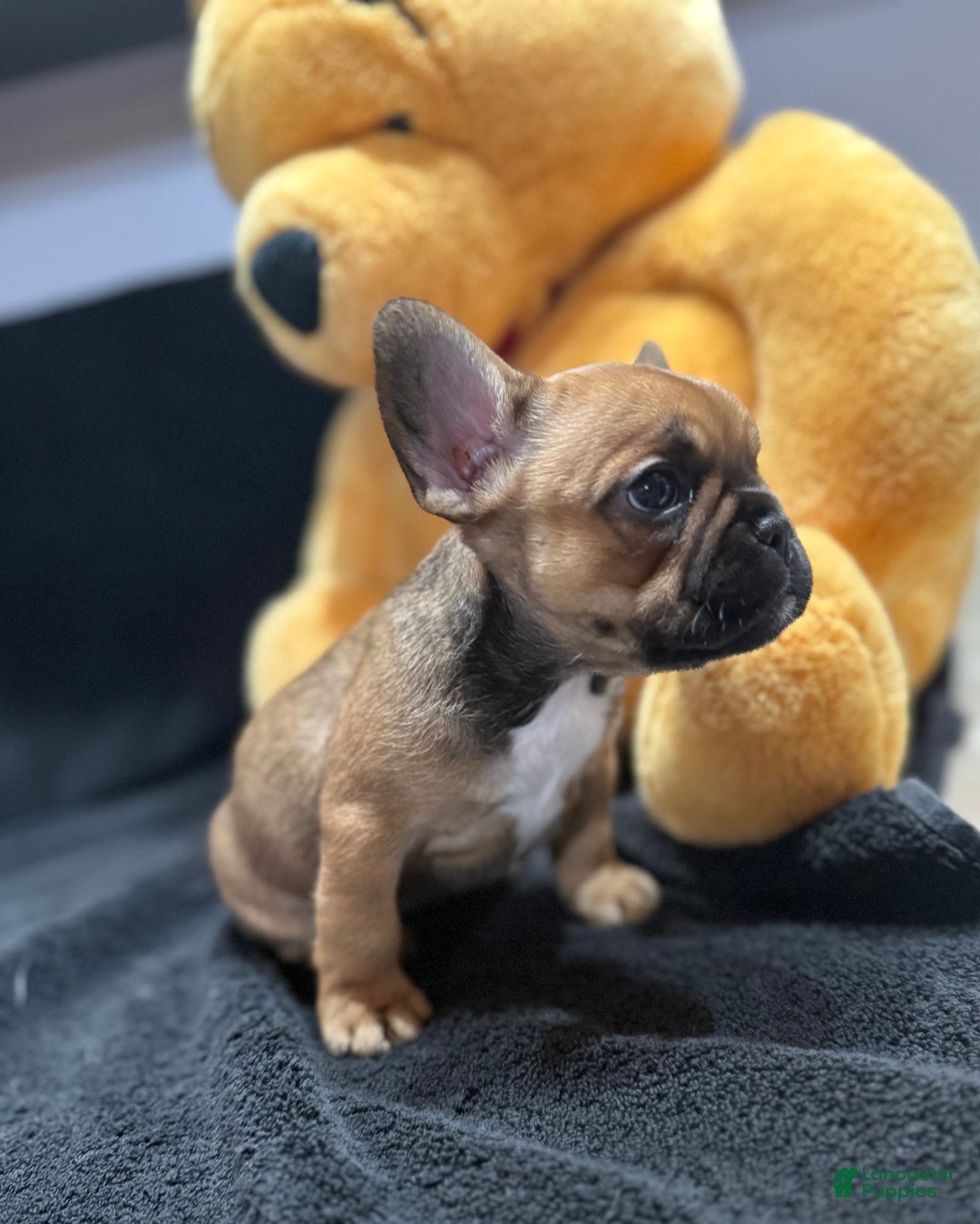 French Bulldog dogs for sale: Chocolate Obsession - Ad 2