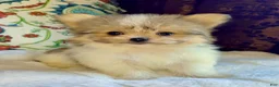 Mixed Breed dogs for sale: Designer Breed Yorkishire Terrier, Pomeranian Mix Puppy Female Bella - Ad 5