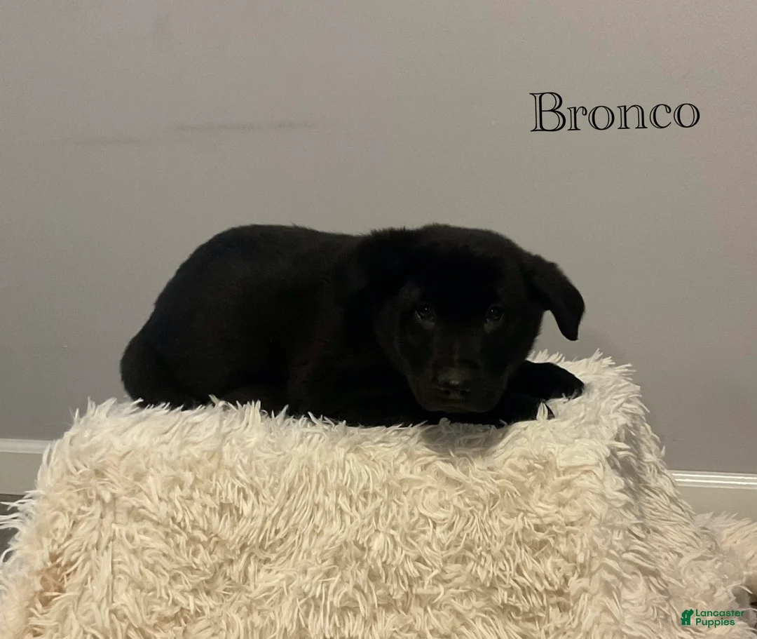 Mixed Breed dogs for sale: Bronco  - Ad 3