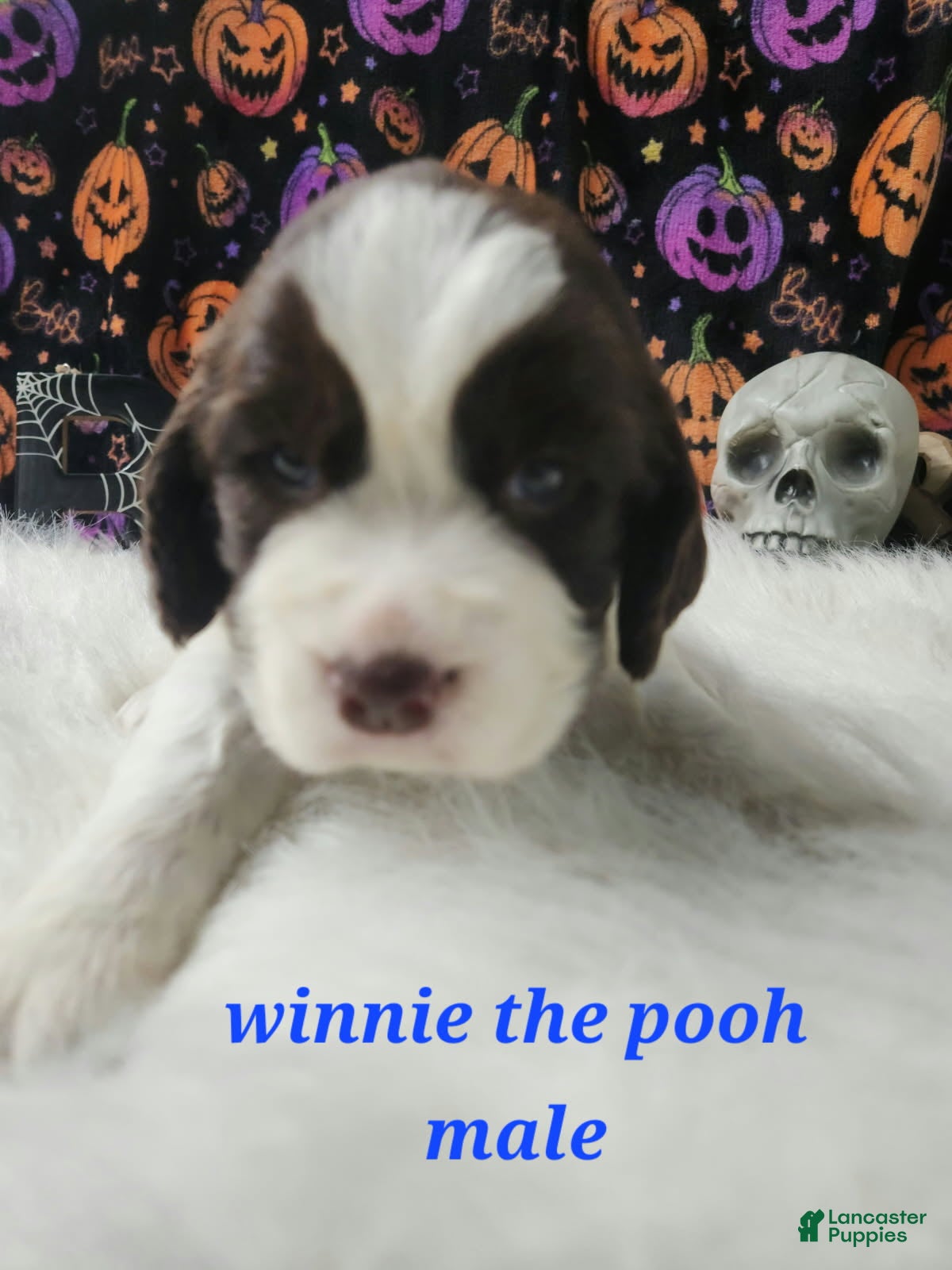 English Springer Spaniel Puppies for sale in Greenville, South