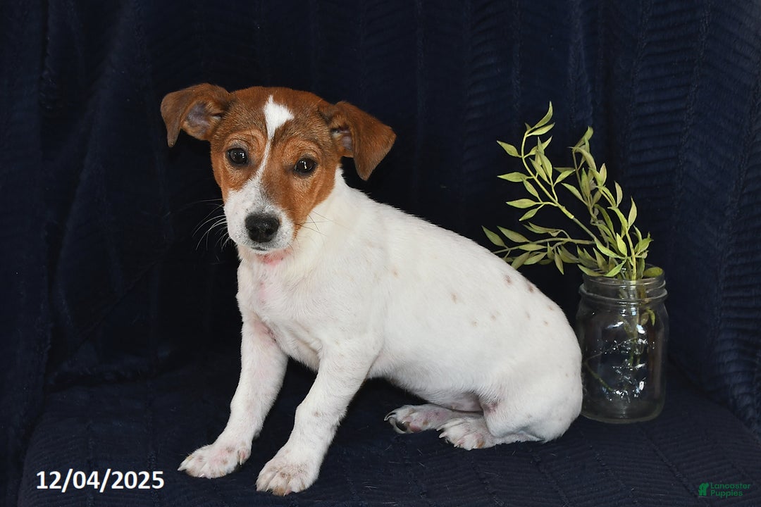 Jack Russell Terrier dogs for sale: Vivian - Ad 3