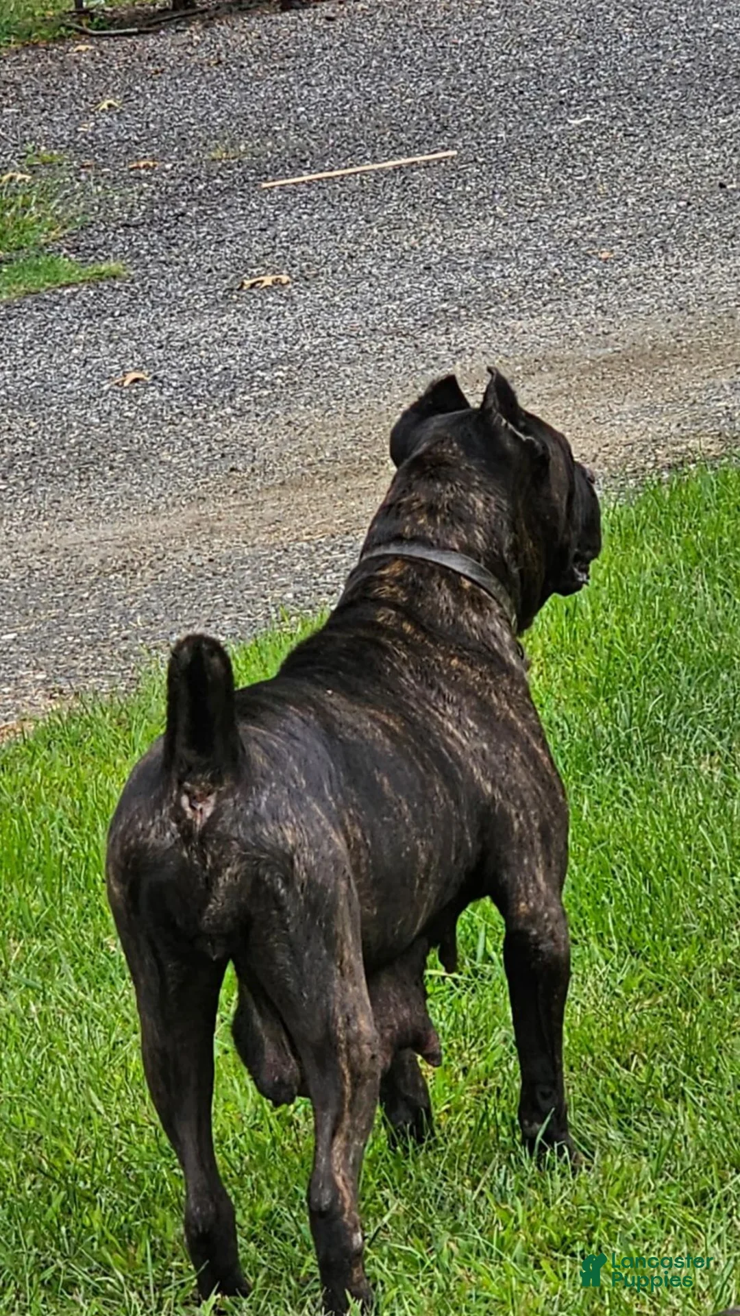 Cane Corso dogs for sale: ACE - Ad 8
