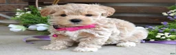 Maltipoo dogs for sale: Lola - Ad 6