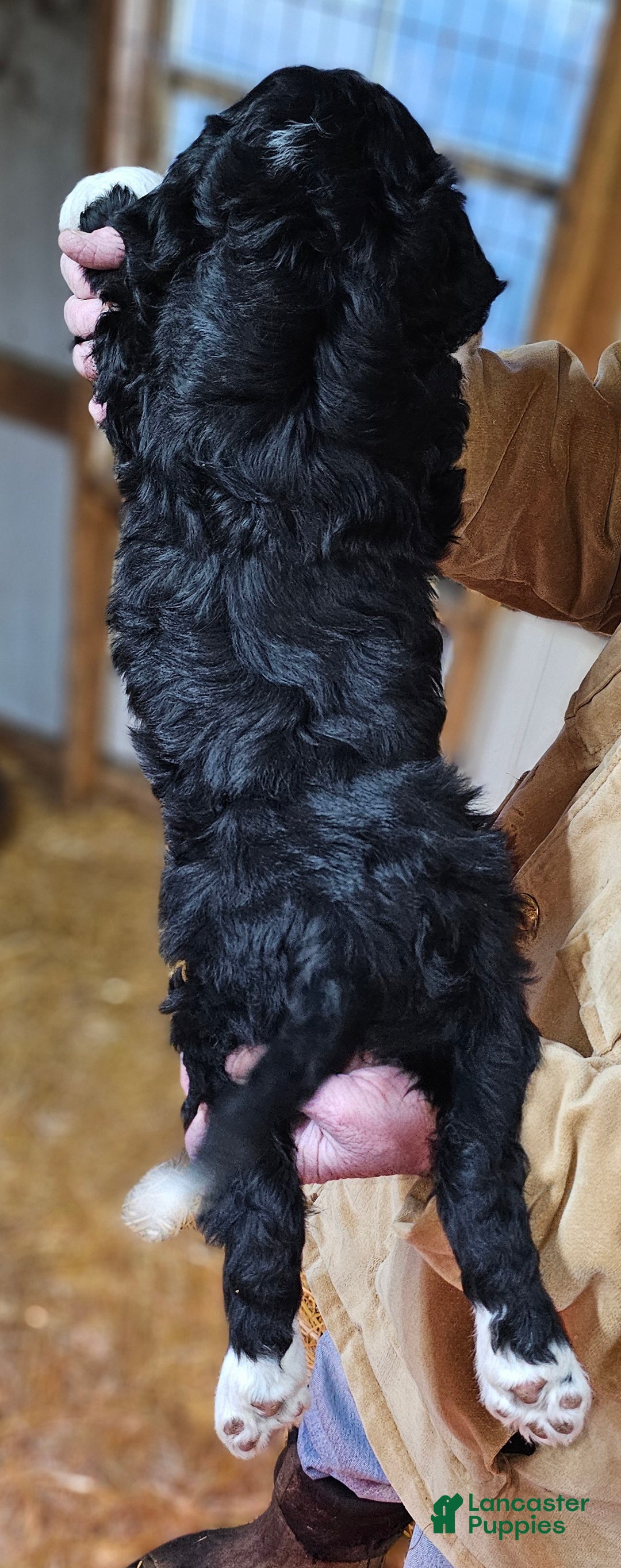 Bernedoodle dogs for sale: Bernedoodle Puppy 1 - Ad 8