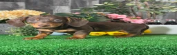 Dachshund dogs for sale: Darcy  - Ad 1