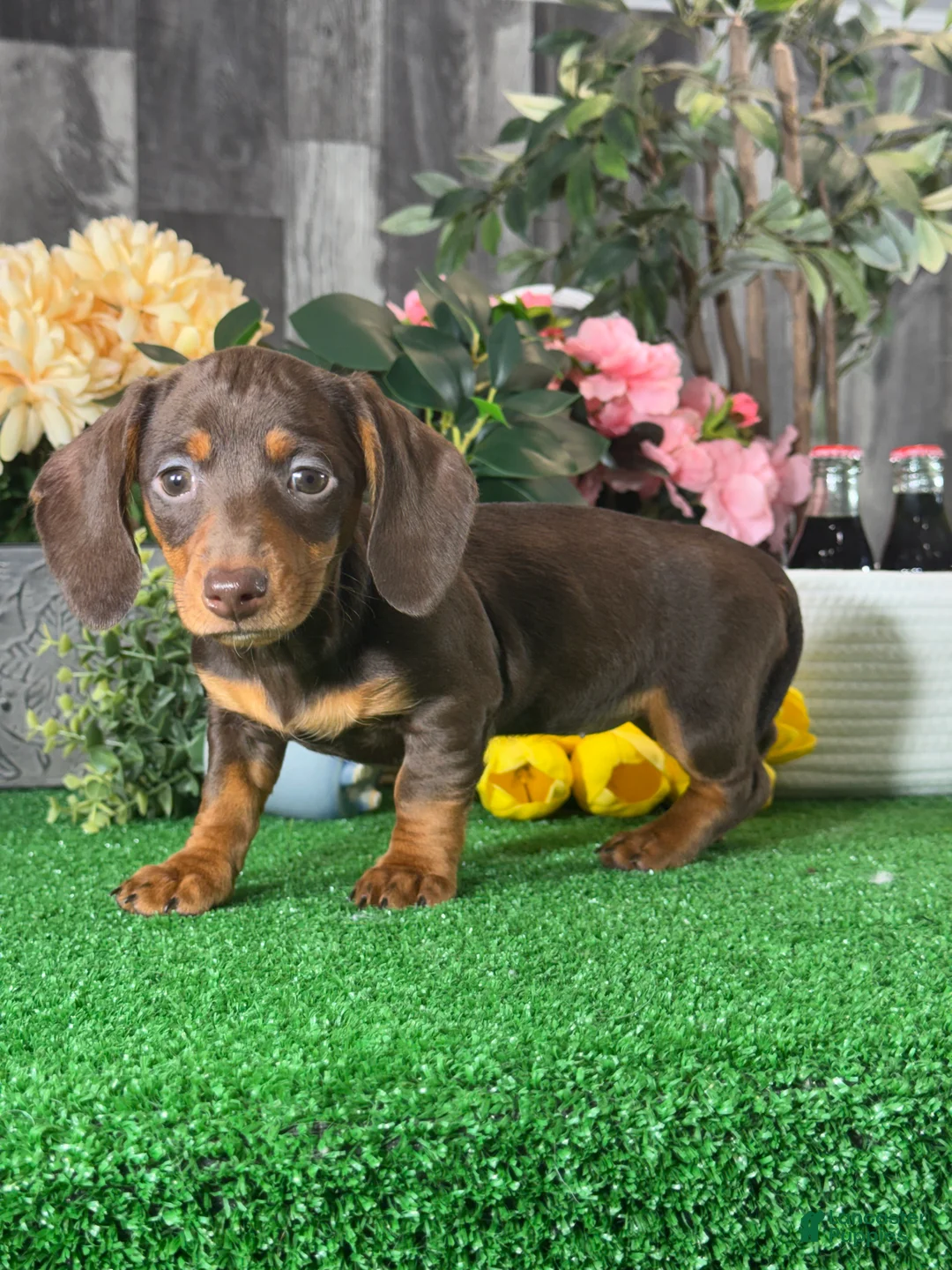 Dachshund dogs for sale: Darcy  - Ad 1