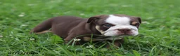 English Bulldog dogs for sale: Claudia - Ad 3
