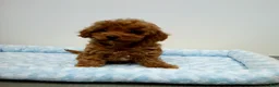 Cavapoo dogs for sale: Duncan - Ad 4