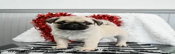 Pug dogs for sale: Peanut  - Ad 1