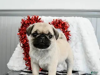 Pug dogs Peanut - Ad 34