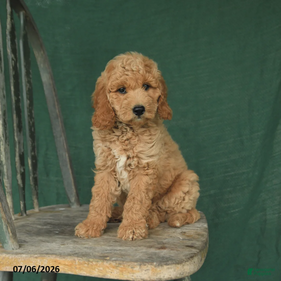 Mini Goldendoodle dogs for sale: Jack  - Ad 3