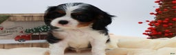 Cavalier King Charles Spaniel dogs for sale: Kye - Ad 10