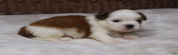 Shih Tzu dogs for sale: Bruno - Ad 3
